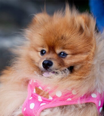 small dog with wind blown hair and pink collar